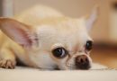 Chihuahuas – små hunde med store personligheder
